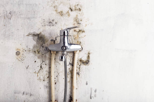 Best DIY Mold Remediation Support Services in Shakopee, MN